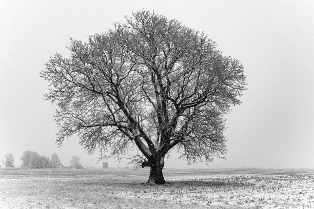 istock Greyscale shot of a lonely tree in a snowy field 1444363254