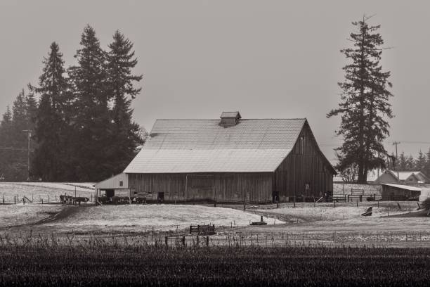 istock Greyscale shot of a barn in a snowy area 1444363344