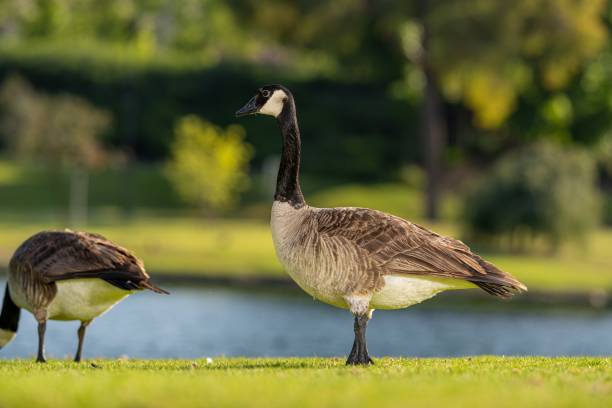 istock Selective of  Canada goose (Branta canadensis) on green grass by the water 1444363490