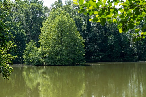 A calm lake with the trees and plants reflection