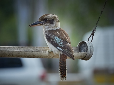 A closeup shot of a wild kookaburra bird perched on a feeder