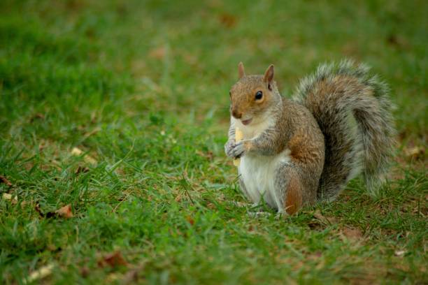 istock Cute Eastern gray squirrel in the forest eating nuts while sitting on  grass in daytime 1444364463