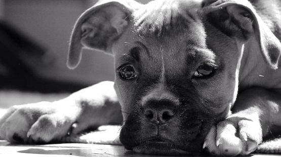 A grayscale closeup of a American Staffordshire Terrier puppy lying on the ground.