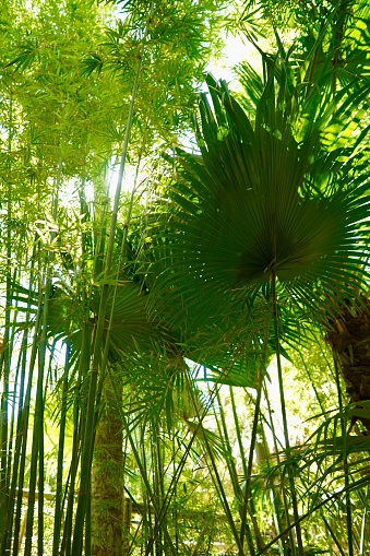 The palms and bamboos in Florida