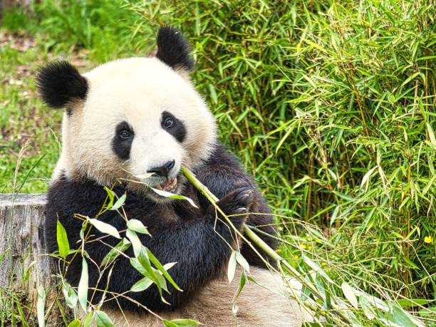 istock Adorable big panda eating bamboo in the zoo 1444365327