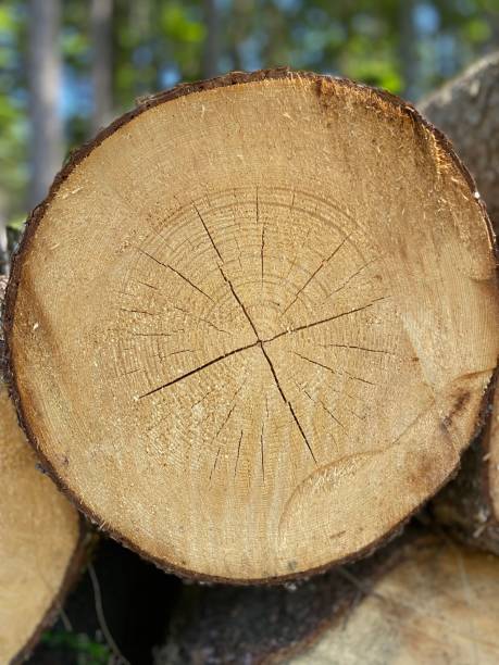 istock Vertical shot of a cracked brown tree log texture 1444365515