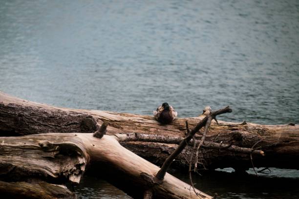 A wild duck perched on the fallen tree trunk at the lake