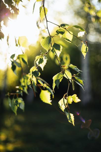istock Green birch branch on the sunny background 1444366850