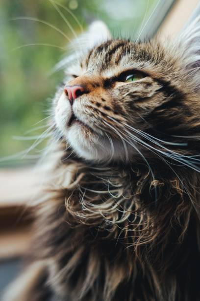 istock Portrait of a cute Clownfish cat 1444366880