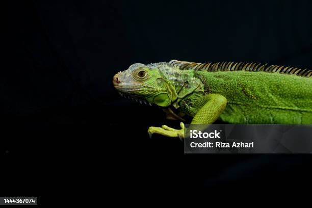 Close Up Lizard Stock Photo - Download Image Now - Iguana, Black Background, Animal Body Part