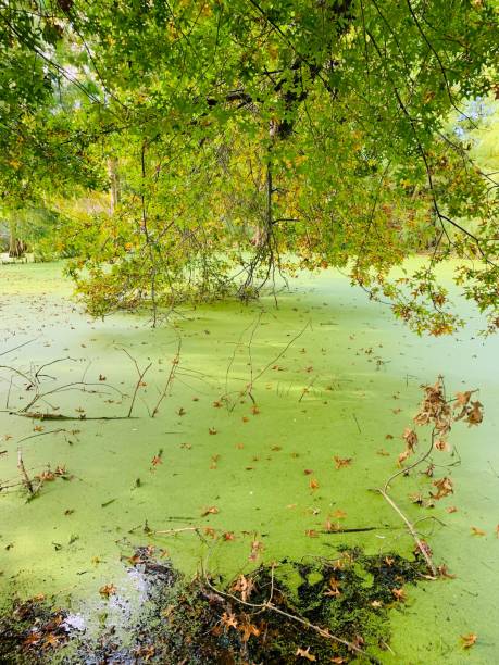 istock Vertical shot of a swamp in the forest surrounded by trees 1444367194