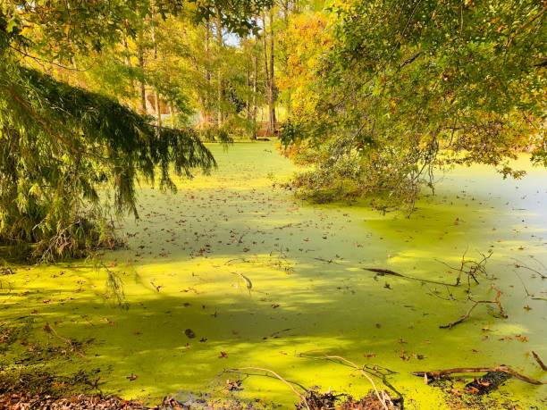 istock Swamp in the forest surrounded by trees 1444367198