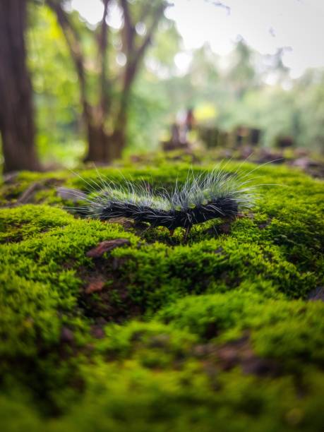 istock Vertical shot of a fuzzy caterpillar crawling on a moss rock 1444367207