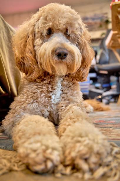 istock Vertical closeup of a Goldendoodle, also known as the Groodle. 1444367361