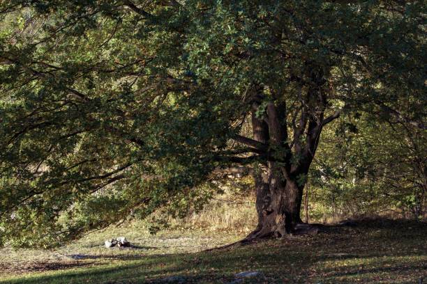 istock Beautiful view of a big, lush tree in the forest 1444367400