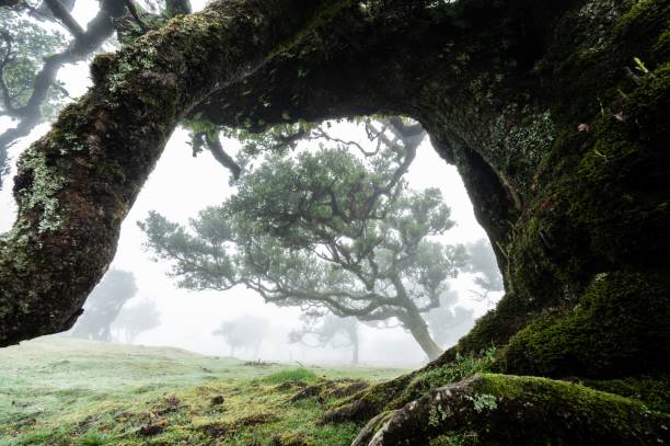 istock Beautiful view of trees in misty forest 1444367615