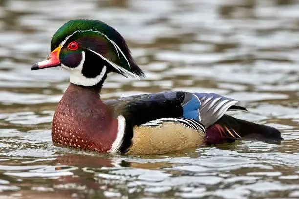 Photo of Closeup of the wood duck or Carolina duck. Aix sponsa.