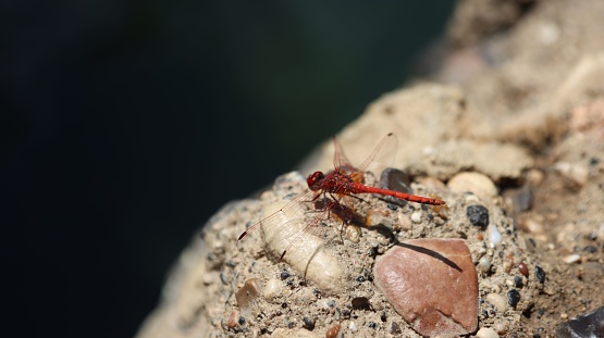 A macro shot of a dragonfly perched on a stone surface in sunlight