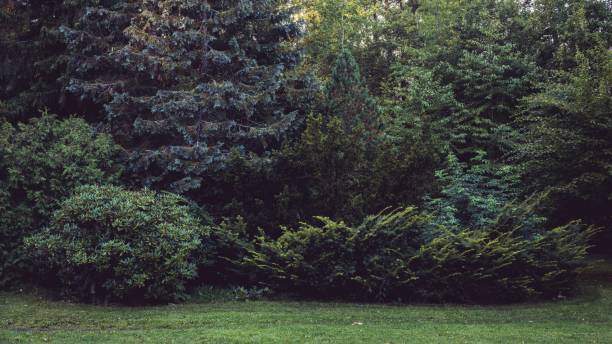 istock Beautiful shot of a forest during the day 1444367931