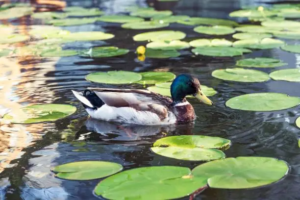 A shot of the duck swimming in the lake through the lilypads