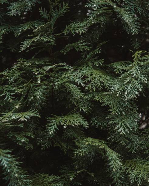 istock Full-frame shot of green pine leaves 1444367958