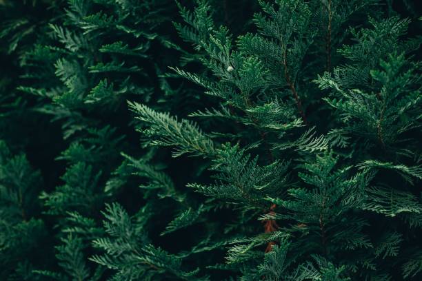 istock Full-frame shot of green pine leaves 1444368129