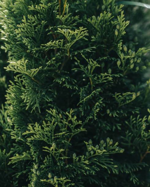 istock Full-frame shot of green pine leaves 1444368134