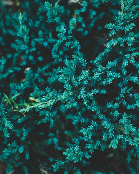 A full-frame shot of a green leaves