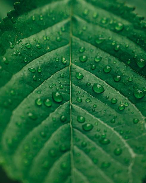 istock Full-frame shot of a green leaf 1444368145