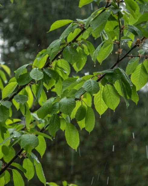 istock Beautiful shot of green leaves on a tree 1444368213