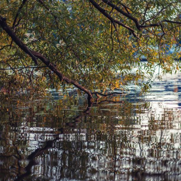 istock Shot of a downfallen tree in the water 1444368426