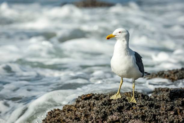 istock Closeup of a yellow-footed gull standing by the coast 1444368802