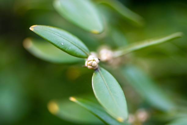 istock Plants of Powell Gardens 1444368953