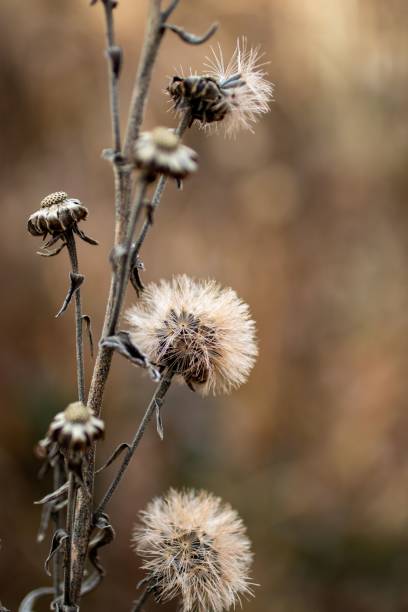 istock Plants of Powell Gardens 1444369609