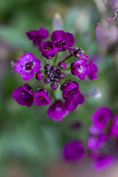 istock Plants of Powell Gardens 1444369647