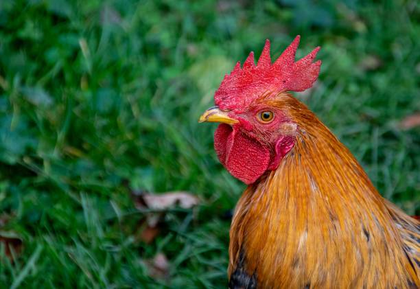 istock Selective focus shot of a rooster's face 1444369672