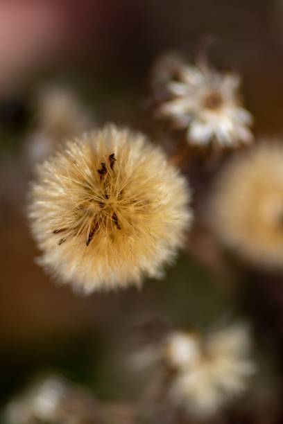 istock Plants of Powell Gardens 1444369740