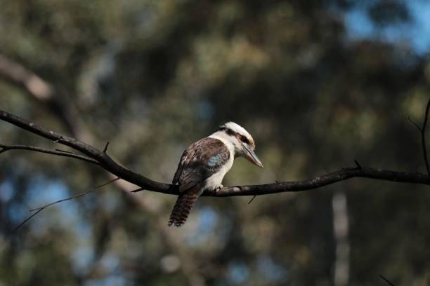 istock Scenic view of a kookaburra perched on a branch in a blurred background 1444369763