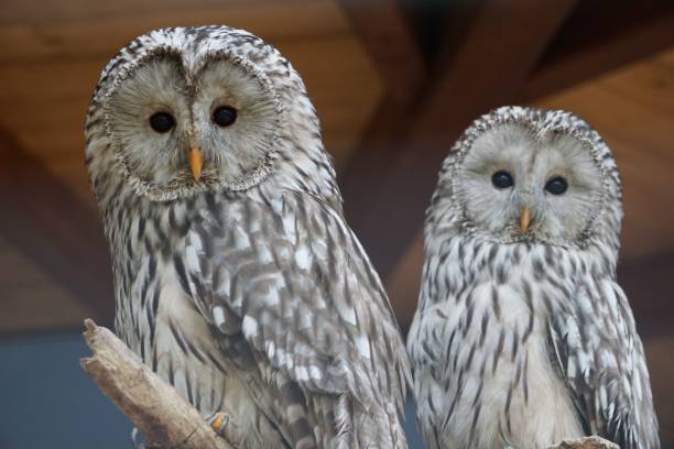 istock Portrait of two Ural owls (Strix uralensis) 1444370865