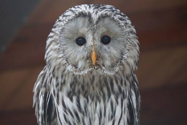 istock Portrait of an Ural owl (Strix uralensis) 1444370909