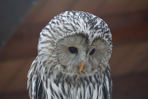 A portrait of a Ural owl (Strix uralensis)
