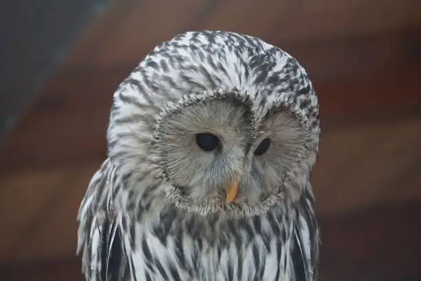 Photo of Portrait of a Ural owl (Strix uralensis)