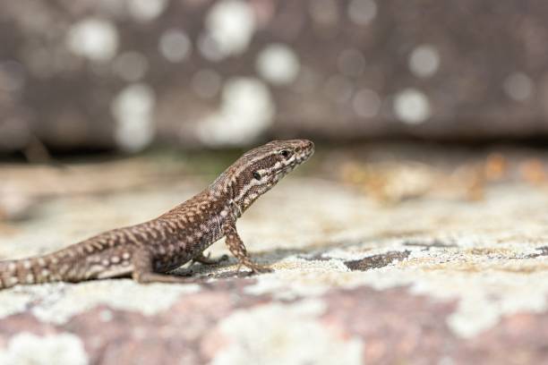 istock Closeup shot of a common wall lizard under sunlight with blurred background 1444372124