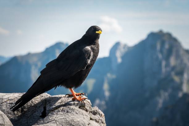 istock Black raven perching on the rock 1444372223