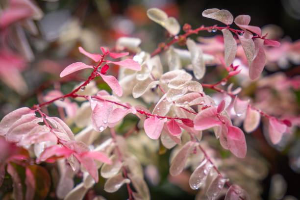 istock Pink snowbush with a bokeh background 1444374183