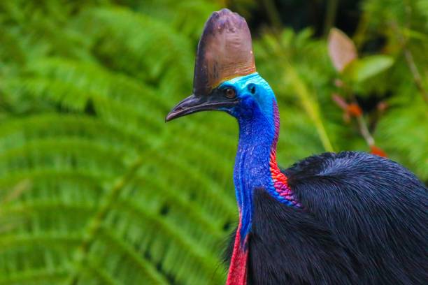 istock Closeup shot of a beautiful cassowary 1444374469