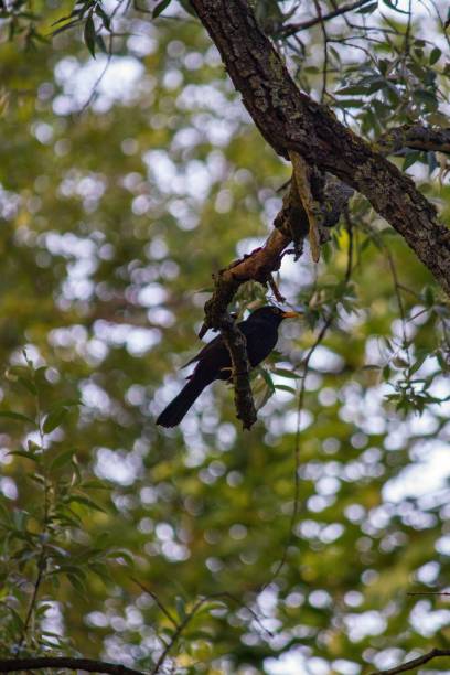 istock Low angle shot of a blackbird perched on a green tree branch 1444374993