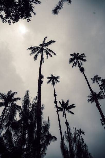 istock Low-angle shot of coconut trees under the sky 1444375496