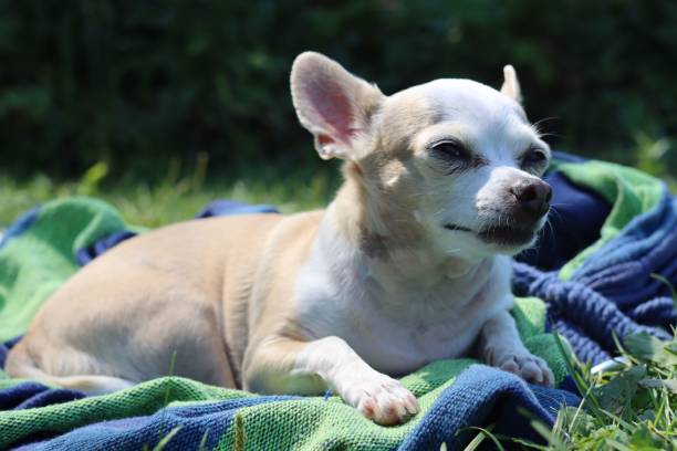 istock Chihuahua in the sun squints while resting on a blanket 1444375505