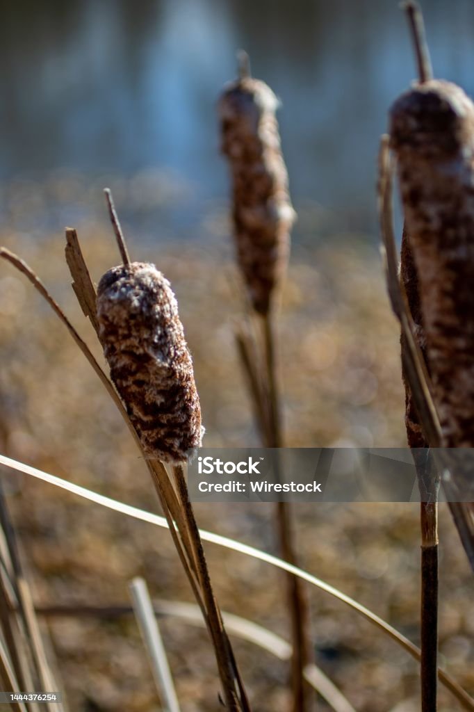 Cattails Of Powell Gardens Stock Photo Download Image Now Cattail Cattails Of Powell Gardens Stock Photo Download Image Now Cattail